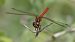 Sympetrum vulgatum © Fabio Angeli