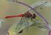 Sympetrum sanguineum  - Fabio Angeli