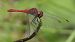Sympetrum sanguineum  - Fabio Angeli