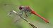 Sympetrum sanguineum © Fabio Angeli