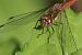 Sympetrum striolatum  - Fabio Angeli