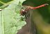 Sympetrum striolatum  - Fabio Angeli