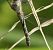 Common Darter (Sympetrum striolatum) © Fabio Angeli