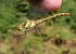 Sympetrum striolatum  - Fabio Angeli