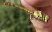 Sympetrum striolatum  - Fabio Angeli