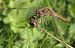 Sympetrum vulgatum  - Fabio Angeli