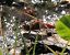 Sympetrum vulgatum  - Fabio Angeli