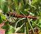 Sympetrum vulgatum © Fabio Angeli