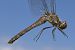 Sympetrum striolatum  - Fabio Angeli