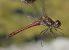 Sympetrum striolatum © Fabio Angeli