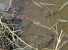 Sympetrum striolatum  - Fabio Angeli