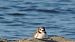Gheppio (Falco tinnunculus) © Riccardo de Santis