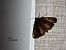 Noctuelle cythérée (Thalpophila matura) © Giorgio Leoni