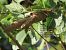 Anacridium aegyptium © Giorgio Leoni