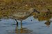 Piovanello maggiore (Calidris canutus) © Marcello Longeri