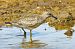 Piovanello maggiore (Calidris canutus) © Marcello Longeri