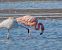 Fenicottero (Phoenicopterus roseus) © Marcello Longeri