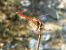 Sympetrum meridionale © Fabio Simonazzi
