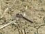 Selysiothemis nigra © Fabio Simonazzi