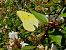 Colias crocea  - Fabio Simonazzi