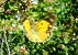 Colias crocea © Fabio Simonazzi