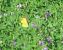 Colias crocea © Fabio Simonazzi