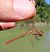 Sympetrum meridionale © Nicola Pilon