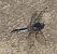 Orthetrum cancellatum © Nicola Pilon
