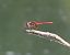 Sympetrum fonscolombei © Nicola Pilon