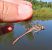 Sympetrum striolatum © Nicola Pilon