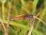 Sympetrum fonscolombei © Nicola Pilon