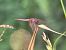 Trithemis annulata © Federico Pino