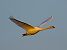 Cigno reale (Cygnus olor) © Angelo Pasqua