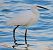 Garzetta (Egretta garzetta) © Angelo Pasqua
