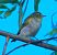 Luì verde (Phylloscopus sibilatrix) © Angelo Pasqua