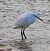 Garzetta (Egretta garzetta) © Angelo Pasqua