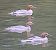 Smergo maggiore (Mergus merganser) © Angelo Pasqua
