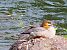 Smergo maggiore (Mergus merganser) © Angelo Pasqua