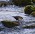 Merlo acquaiolo (Cinclus cinclus) © Angelo Pasqua