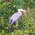 Airone cenerino (Ardea cinerea) © Angelo Pasqua