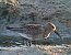 Piovanello pancianera (Calidris alpina) © Angelo Pasqua