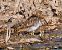 Beccaccino (Gallinago gallinago) © Angelo Pasqua