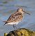 Piovanello pancianera (Calidris alpina) © Angelo Pasqua