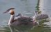 Svasso maggiore (Podiceps cristatus) © Angelo Pasqua