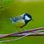 Cinciallegra (Parus major) © Angelo Pasqua