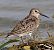 Piovanello pancianera (Calidris alpina) © Angelo Pasqua