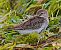 Piovanello pancianera (Calidris alpina) © Angelo Pasqua