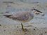 Piovanello maggiore (Calidris canutus) © Angelo Pasqua