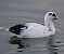 Folaga (Fulica atra) © Angelo Pasqua