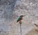 Martin pescatore (Alcedo atthis) © Angelo Pasqua